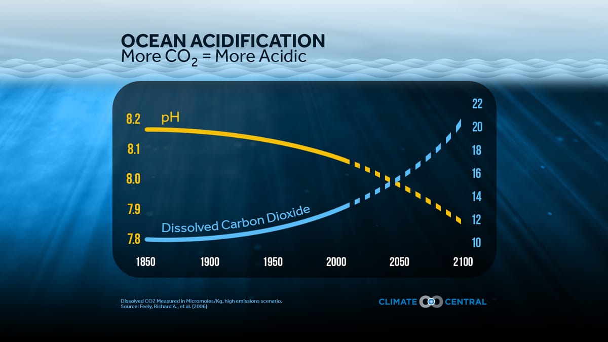 Our Ocean is Crying Out - Why Young Voices Must Fight Ocean Acidification